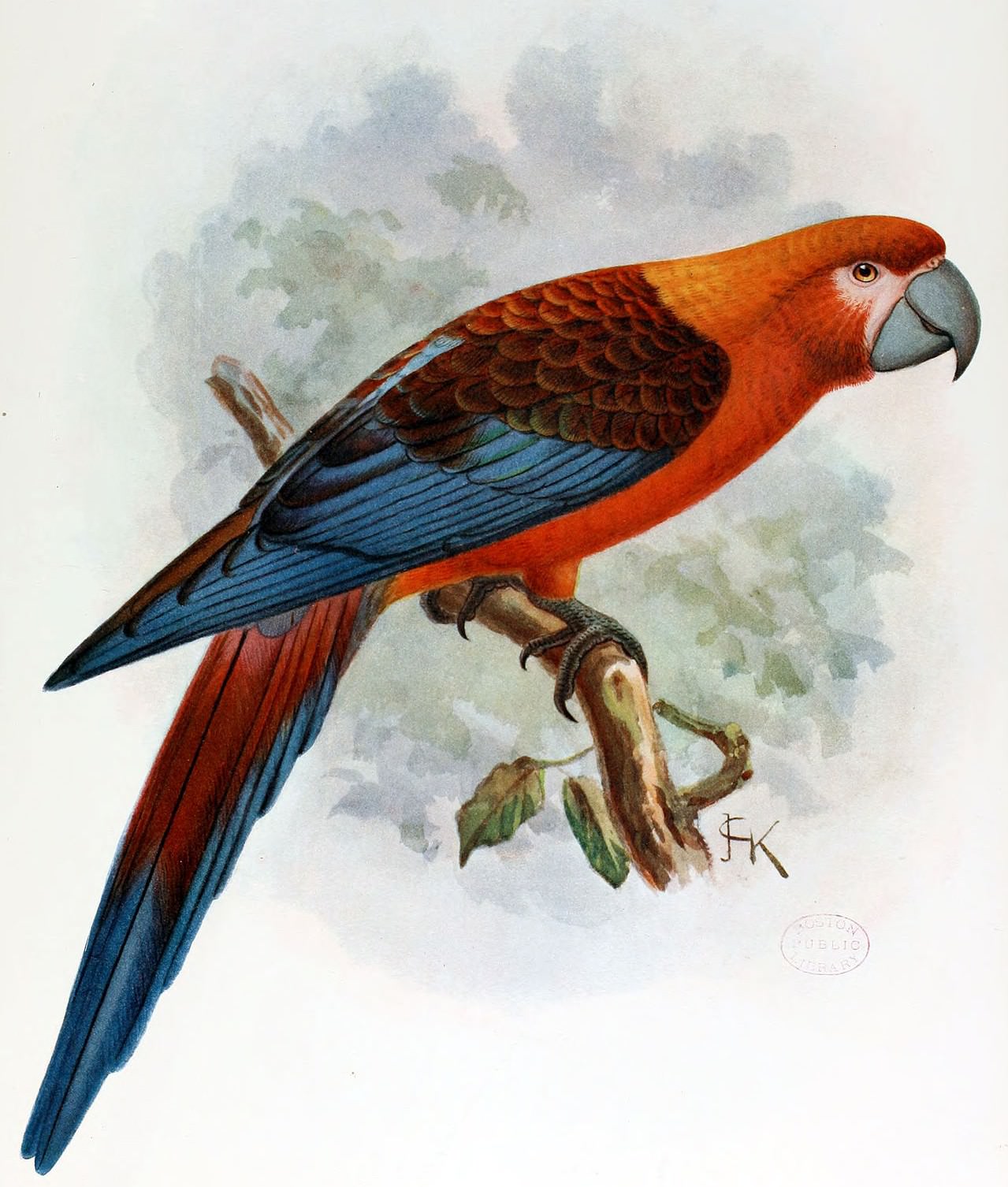 cuban-macaw