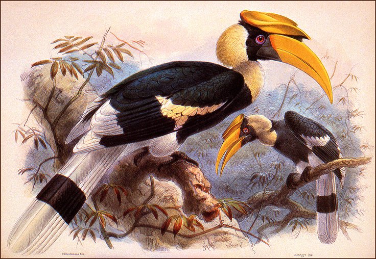 great-hornbill