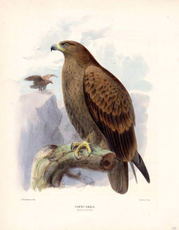 tawny-eagle